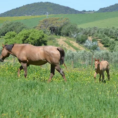 Rustica En Un Rancho Con Caballos, Prado Del Rey, Andalucia Прадо-дель-Рей